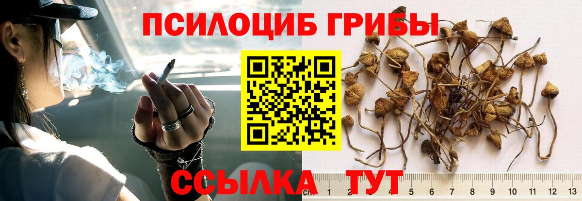 Бор  Псилоцибиновые грибы GOLDEN TEACHER  Галлюциногенные грибы Psilocybine cubensis  Вход с VPN 